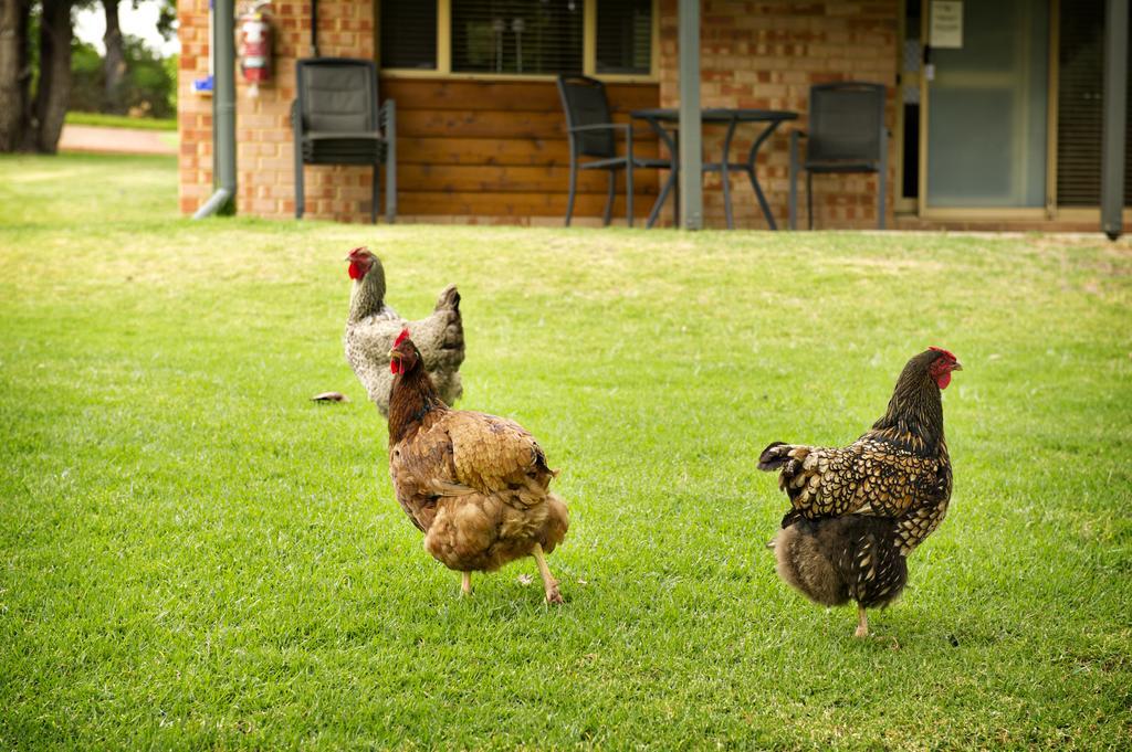 Peppermint Brook Cottages Margaret River Kültér fotó